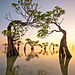 tancujúce stromy Walakiri - Loïc Dupuis, Indonézia