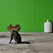 10-Punk Cat-©Somporn Taramaha-HUAWEI P30副本.jpg