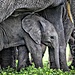 newbig5-Karine-Aigner.-African-Elephant.-Status-Endangered.-Ngorongoro-Conservation-Area-Tanzania