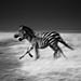 Laurent-Baheux-Race-in-the-savannah-Kenya-2013-900 × 900-72-dpi__880.jpg