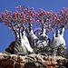 amazing-places-socotra-2.jpg