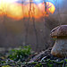 mushroom-photography-vyacheslav-mishchenko-21.jpg