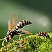 ant-and-wasp__880.jpg
