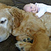 cute-big-dogs-and-babies-6.jpg