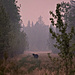 © Jen Osborne, Canada, Shortlist, Professional competition, Wildlife & Nature, Sony World Photography Awards 2024.jpg