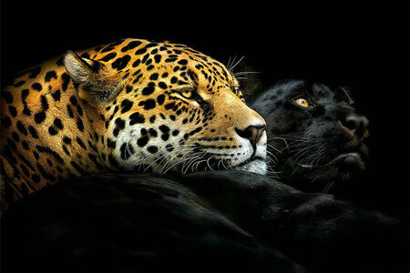 Ohromujúce portréty divokých zvierat nasnímané zblízka týmto fotografom