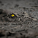 GOLD-©Jens-Cullmann_Danger-in-the-mud.jpg