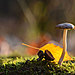 mushroom-photography-vyacheslav-mishchenko-17.jpg