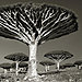 ancient-trees-beth-moon-9.jpg