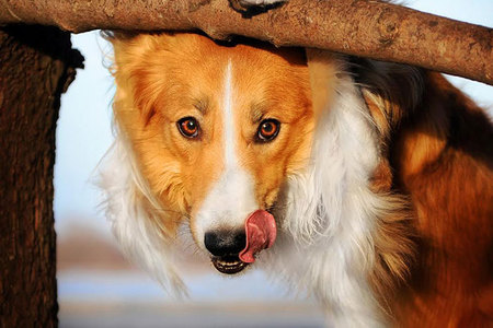 Hravé portréty psov od ruskej fotografky Xenie Rajkovej