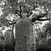 ancient-trees-beth-moon-11.jpg