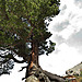 Zirbe - Nationalpark Hohe Tauern (c) NPHT.jpg