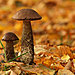 mushroom-photography-vyacheslav-mishchenko-30.jpg