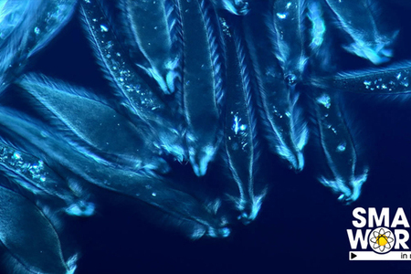 Objavte zázračný mikroskopický svet s Nikon Small World in Motion