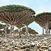 amazing-places-socotra-5.jpg