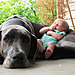 cute-big-dogs-and-babies-12.jpg