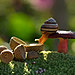 mushroom-photography-vyacheslav-mishchenko-7.jpg
