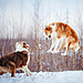 dog-photography-ksuksa-raykova-81.jpg