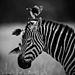 Laurent-Baheux-Complicity-zebra-and-birds-Kenya-2014-900-x-900-72-dpi__880.jpg