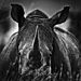 Laurent-Baheux-Rhino-portrait-South-Africa-2004-900-x-900-72-dpi__880.jpg
