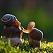 mushroom-photography-vyacheslav-mishchenko-5.jpg