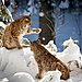 Rys Ostrovid (lynx Lynx), autor Big Lebowski (Martin Farkaš)