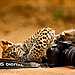 animals-with-camera-helping-photographers-23__880.jpg