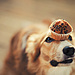dog-photography-ksuksa-raykova-25.jpg