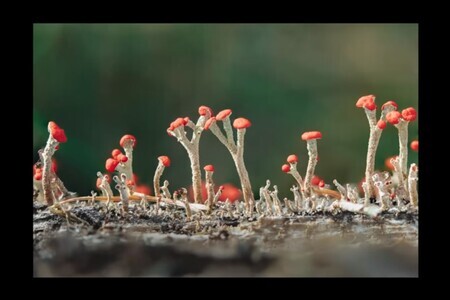 Macro tricks in the forest: Easy lighting, focus and composition