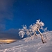 OM-1_Hannu_Huhtamo_snowy tree under the stars_FULL RES-1.jpg