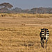 Afrika2011-3949.jpg