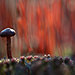 mushroom-photography-vyacheslav-mishchenko-25.jpg