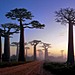 20 - Baobab Alley, Madagas copy.jpg