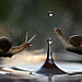 two-snails-two-drops__880.jpg