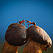 mushroom-photography-vyacheslav-mishchenko-35.jpg