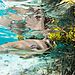 Víťaz Mangroves And Underwater: At The Edge - Jillian E. Morris, Bahamy