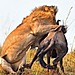 grinz.nl_lion-hunts-wildebeest-5-1024x682-2.jpg