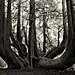 ancient-trees-beth-moon-14.jpg