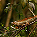 iguana iguana(Kostarika 2011).jpg