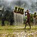 32_Natnattcha-Chaturapitamorn-A-Day-In-The-Field_LoRes.jpg