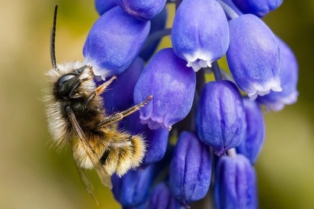 Ako snímať neuveriteľné makrofotografie včiel