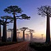 Baobab Alley, Madagascar © by Filip Kulisev,Master QEP, FBIPP.jpg