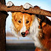 dog-photography-ksenia-raykova-58.jpg