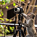 animals-with-camera-helping-photographers-20__880.jpg