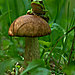 mushroom-photography-vyacheslav-mishchenko-24.jpg