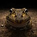 07-nikon-young-photographer-award-winner-kingston-tam-awkward-smiley-frog.jpg