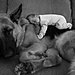 cute-big-dogs-and-babies-1.jpg