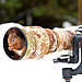 animals-with-camera-helping-photographers-11__880.jpg