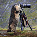 animals-with-camera-helping-photographers-25__880.jpg