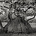 ancient-trees-beth-moon-4.jpg